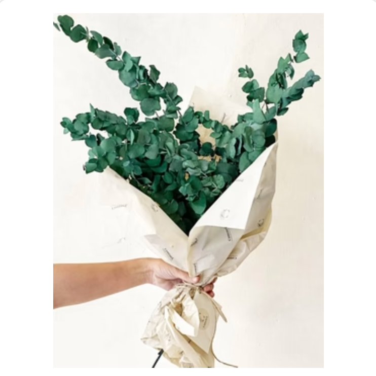 Preserved Eucalyptus