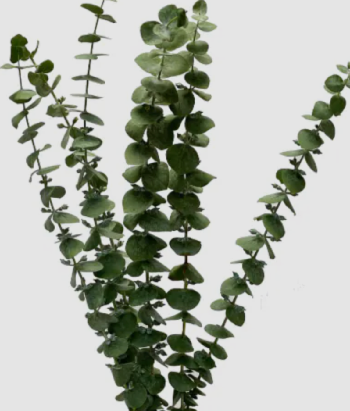 Fresh Cut Flowers Eucalyptus