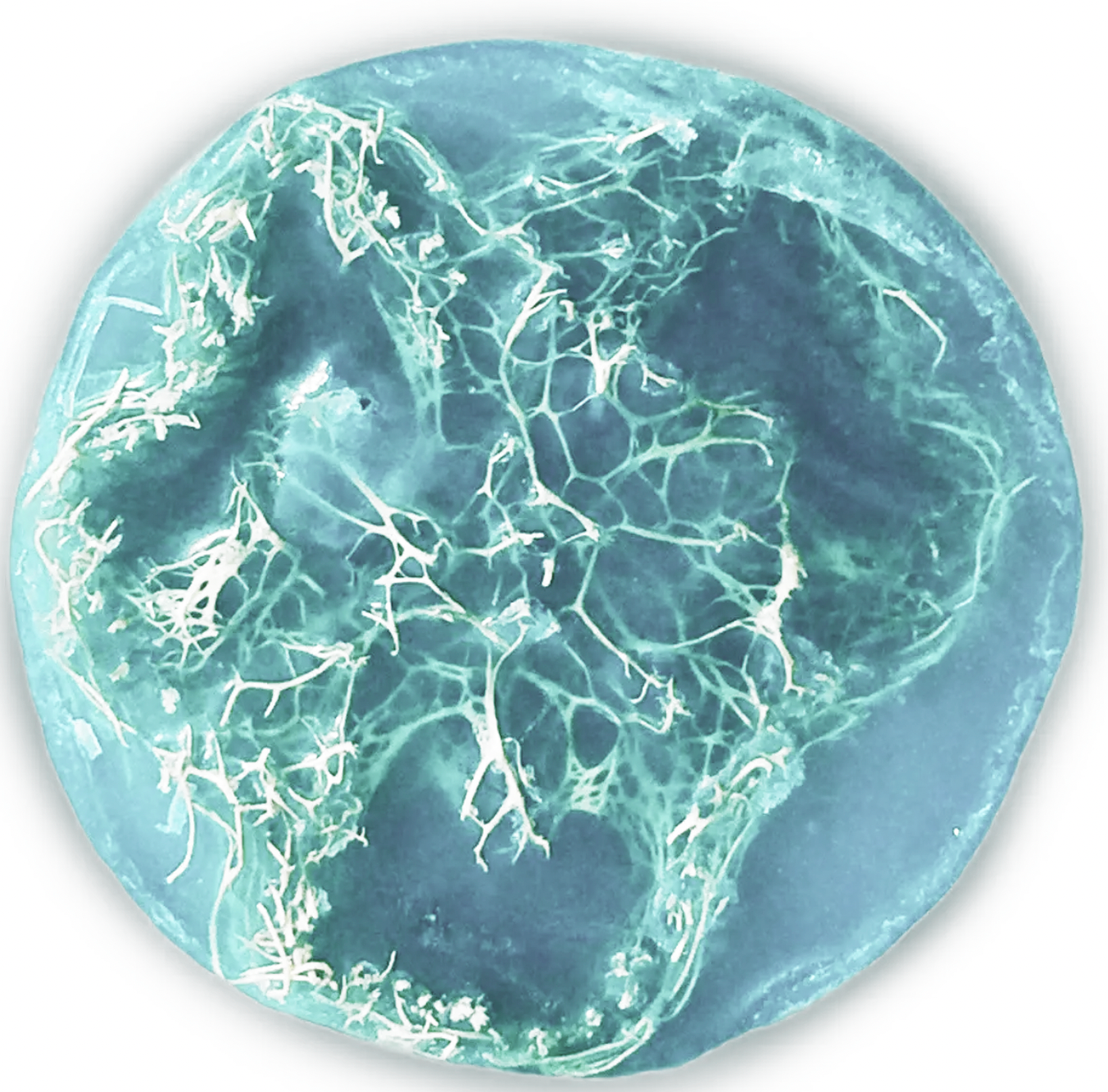 Loofah Soap - Orchid