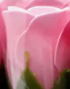 Soap Flower - Small Rose