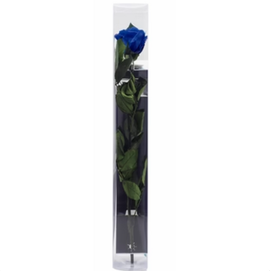 Single Preserved Rose -  Blue