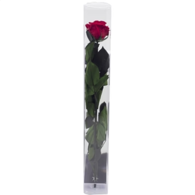 Single Preserved Rose - Red