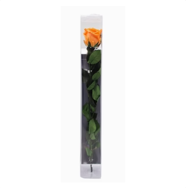 Single Preserved Rose -  Orange